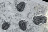Elrathia Trilobite & Cyanobacteria Cluster - Wheeler Shale, Utah #105599-4